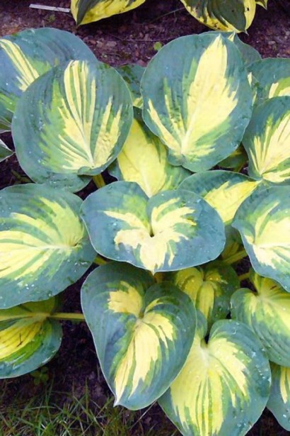 Хоста Біч Бой|Hosta ’Beach Boy’|Хоста Бич Бой